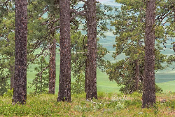 USA, Washington, Palouse Hills. Pine forest scenic