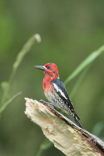 USA, Washington State. Red-breasted Sapsucker (Sphyrapicus ruber) perches on a fallen alder snag