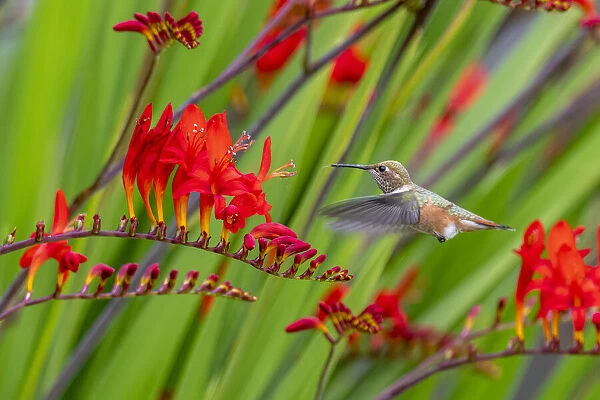 USA, Washington State, Sequim. Rufous hummingbird and flowers