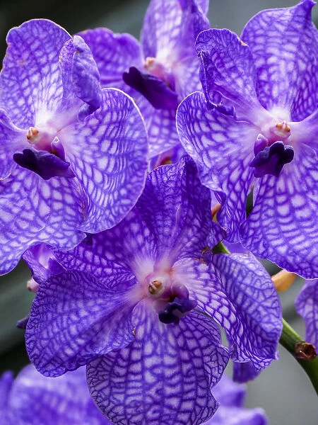 Vanda Manuvadee sky orchid