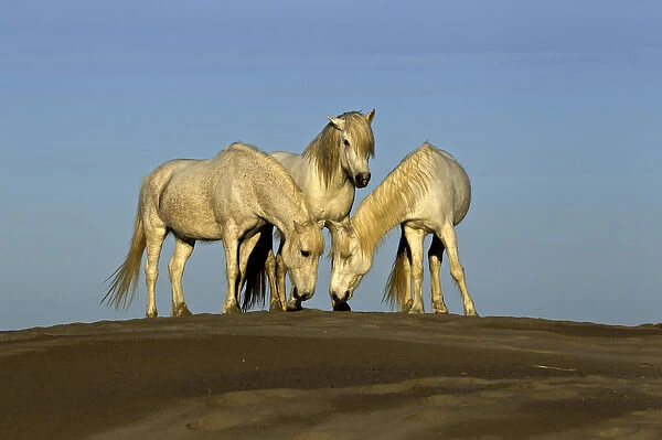 Side view of Camargue horses, southern France