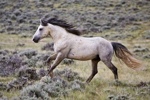 wild horse (Equus caballus) feral, herd stallion running free, sagebrush priaire