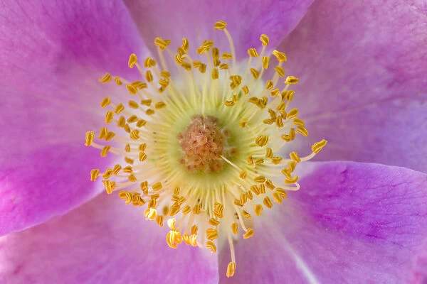 Wild Rose, Rosa acicularis, Palouse region of eastern Washington