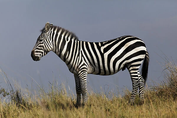 Zebra in profile on ridge, Masai Mara, Kenya, Africa