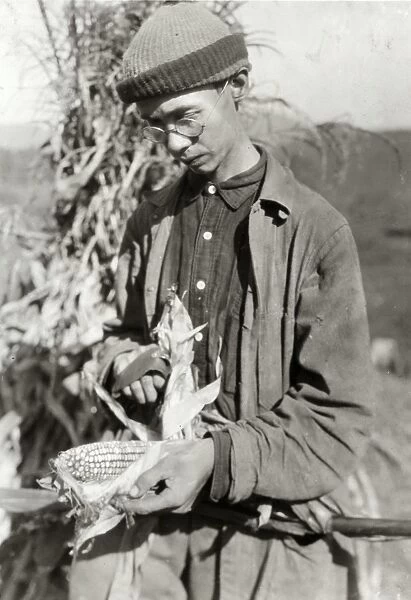 HINE: CORN FARMER, 1921. Gradie Walton with the corn he grew in Pocahontas County, West Virginia