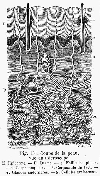Magnified vertical section through the epidermis and dermis. Line engraving, French, late 19th century