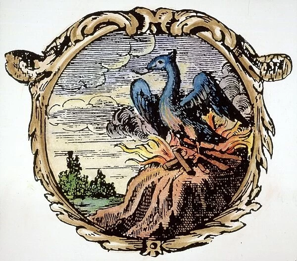 PHOENIX RISING FROM ASHES. Christian symbol of resurrection: line engraving from Boschius Ars Symbolica, Augsburg, 1702