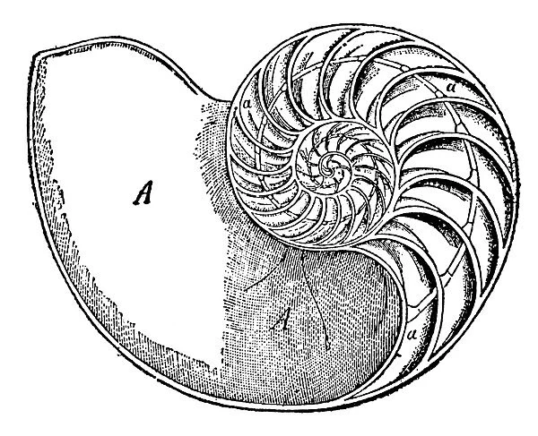 Section of the chambered shell of the pearly nautilus. Wood engraving, 19th century