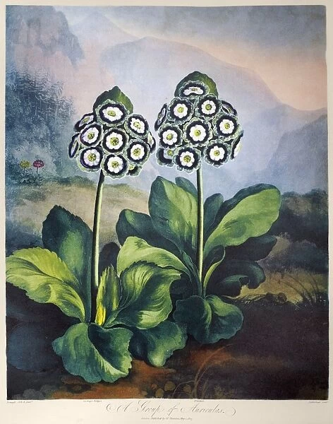 THORNTON: AURICULAS. A group of auriculas (Primula x pubescens Jacquin). Engraving by Sutherland, after a painting by Philip Reinagle, for The Temple of Flora, by Robert John Thornton, 1807