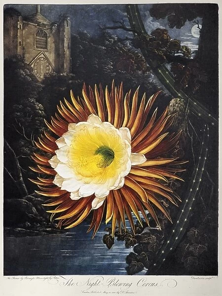 THORNTON: CEREUS. The Night-Blowing Cereus, or Queen of the night (Selenicereus grandiflorus). Engraving by Robert Dunkarton after a painting by Philip Reinagle and Abraham Pether for The Temple of Flora, by British botanist Robert John Thornton, 1800