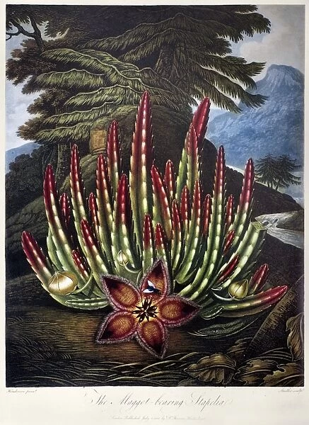 THORNTON: STAPELIA. The Maggot-Bearing Stapelia (Stapelia hirsuta L. ). Engraving by Joseph Constantine Stadler after a painting by Peter Henderson for The Temple of Flora, by Robert John Thornton, 1801