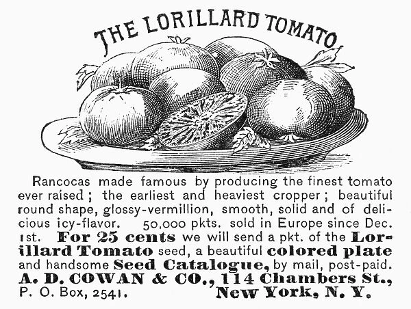 TOMATO ADVERTISEMENT, 1889. American magazine advertisement for Lorillard tomato seeds, 1889