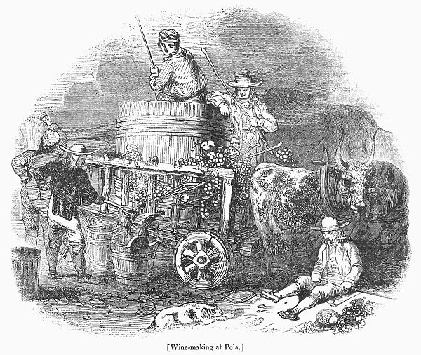 WINE HARVEST, 1830s. Winemaking in Istria, a peninsula of Northwest Croatia, in the 19th century part of the Austrian Empire. Wood engraving, English, 1830s