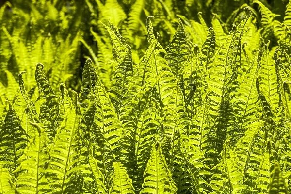 Backlit ferns at Poolewe, Scotland