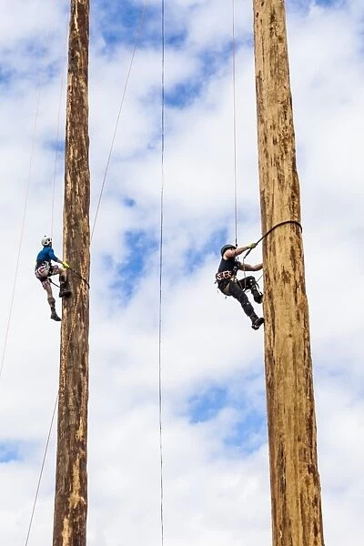 A tree trunk climbing competition