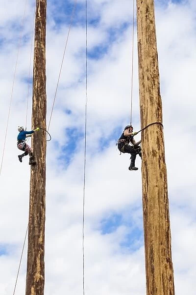 A tree trunk climbing competition