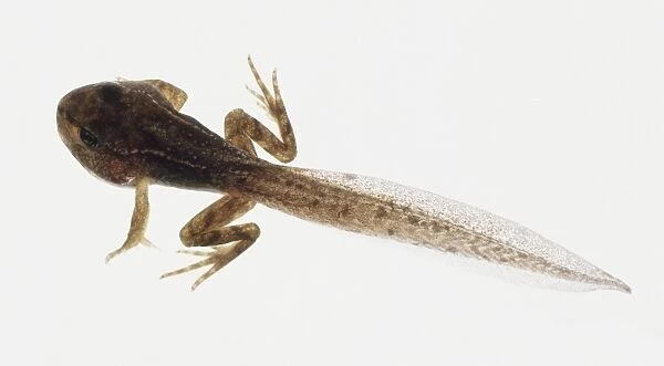 12 week old Tadpole (Anura) with tail and legs