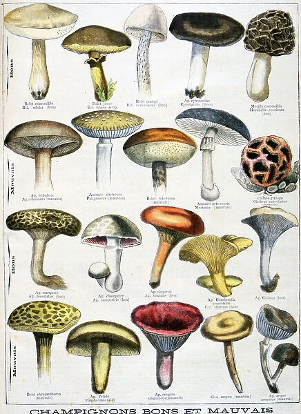 1896 French culinary poster showing edible and poisoness mushrooms
