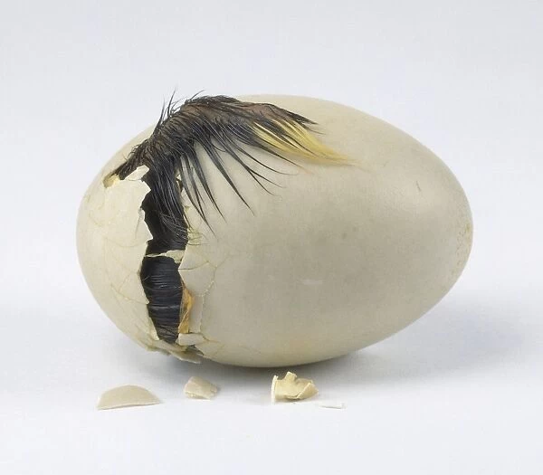 3 - Duckling cracking open egg