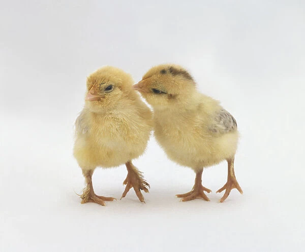 Two 8 day old yellow baby chickens