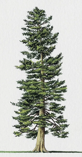 Abies cephalonica (Greek fir)