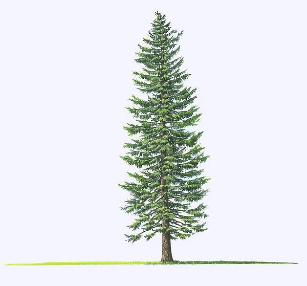 Abies grandis (Giant fir, Grand fir)
