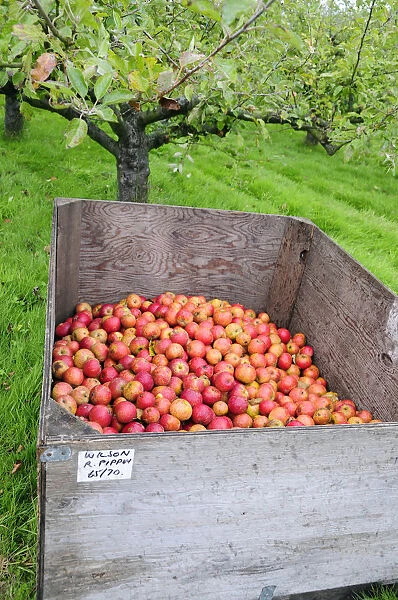 abundance of ripe red Malus Domestica (Apples) in wooden container in orchard