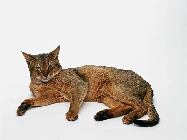 Abyssinian cat lying on side