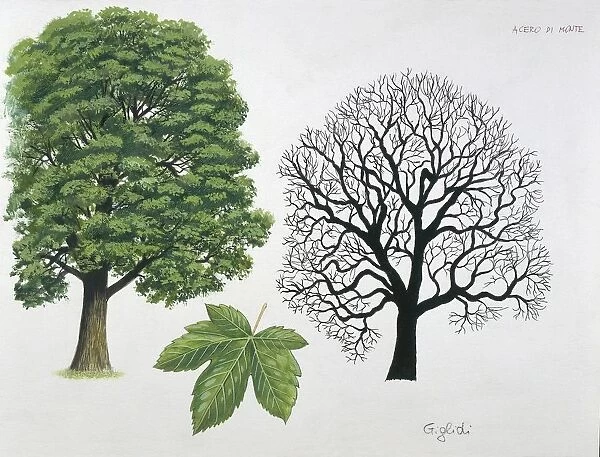 Aceraceae family - Sycamore Maple Acer pseudoplatanus - illustration