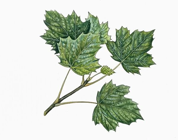 Aceraceae, Leaves of Norway maple Acer platanoides, illustration