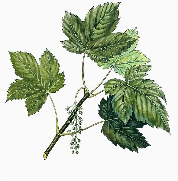 Aceraceae, Leaves of Sycamore Maple Acer pseudoplatanus, illustration