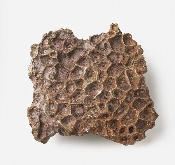 Actinocyathus (Rugose coral) on limestone surface, early Carboniferous era