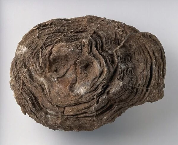 Actinostroma (Stromatoporoid), a fossilised sponge, Cambrian-early Carboniferous era