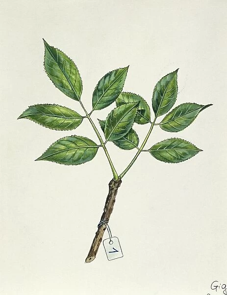 Adoxaceae, Leaves of Common elderberry or Black elder or Bourtree or Pipe tree Sambucus nigra, illustration