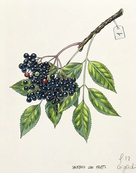 Adoxaceae, Leaves and fruits of Common elderberry or Black elder or Bourtree or Pipe tree Sambucus nigra, illustration
