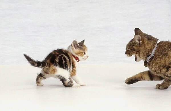 Adult cat hissing as fearless tabby and white kitten