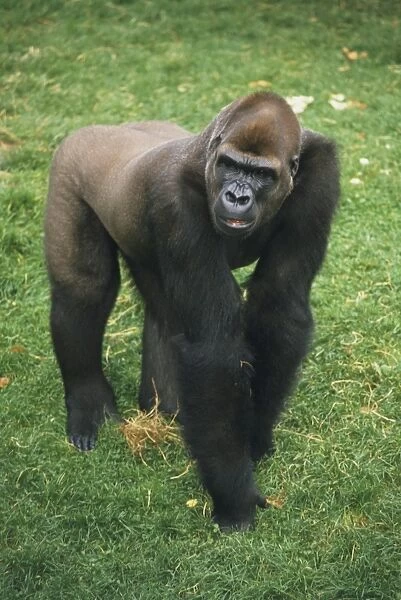 Adult male Lowland Gorilla (Gorilla beringei graueri) on all fours on grass