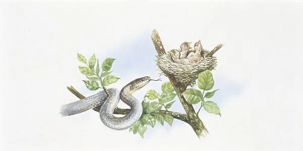 Aesculapian Snake (Elaphe longissima) hunting bird in tree, illustration