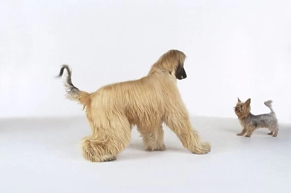 Afghan hound and Australian terrier standing face to face