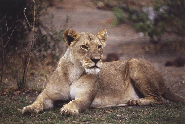 Africa, Botswana, Okavanga Delta, Lioness (Panthera leo), lying down in grassy terrain with her front paws outstretched