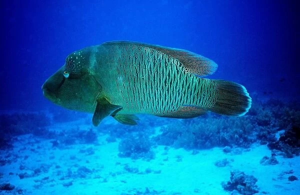 Africa. Egypt. Sharm El Sheik. Red Sea. Napoleonfish