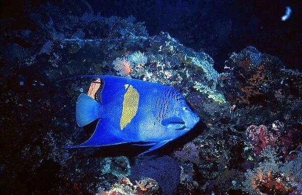 Africa. Egypt. Sharm El Sheik. Red Sea. Pomacanthus Maculosus. Angelfish