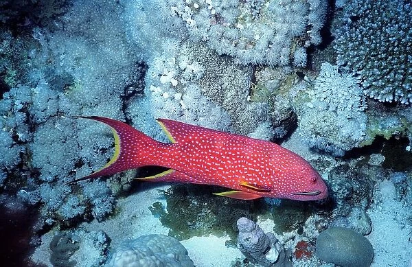 Africa. Egypt. Sharm El Sheik. Red Sea. Coral Grouper