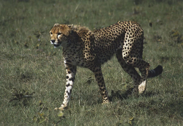 Africa, Kenya, Masai Mara, Cheetah (Acinonyx jubatus) running across open grassland