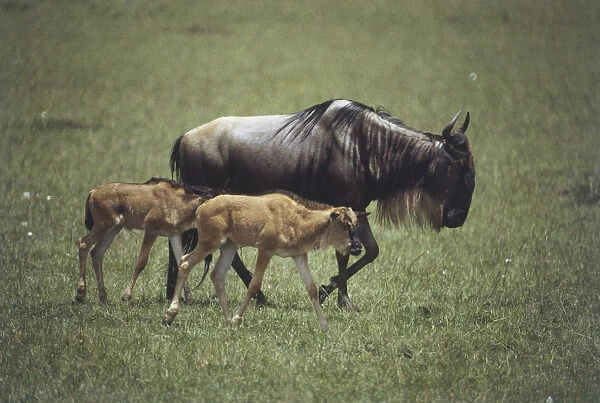 Africa, Kenya, Masai Mara, Wildebeest (Connochaetes taurinus), mother and two calves walking side by side through grassland, side view
