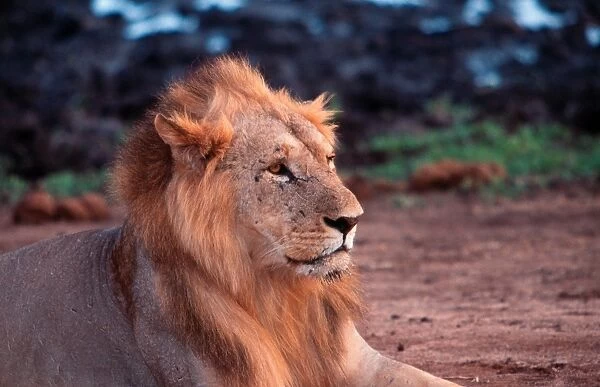 Africa. Kenya. Safari in the Tsavo Park. Lion
