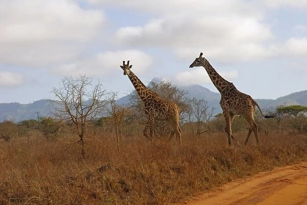 Africa, Kenya, Taita Hills Wildlife Sanctuary, two giraffes moving across savannah