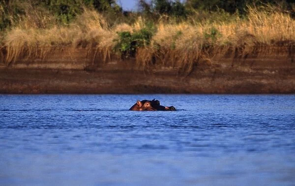 Africa. Kenya. Tana delta Lodge. Tana River. delta. Hippopotamus