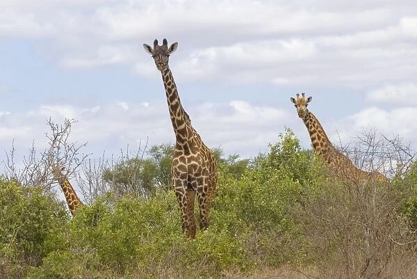 Africa, Kenya, Tsavo East National Park, three giraffes feeding on trees on savannah