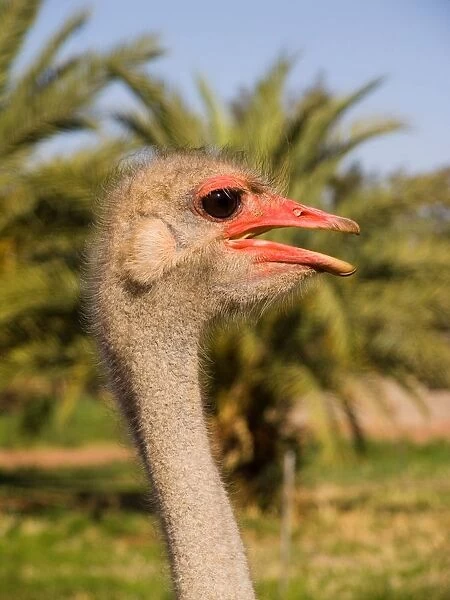 Africa. Libya. Ostrich